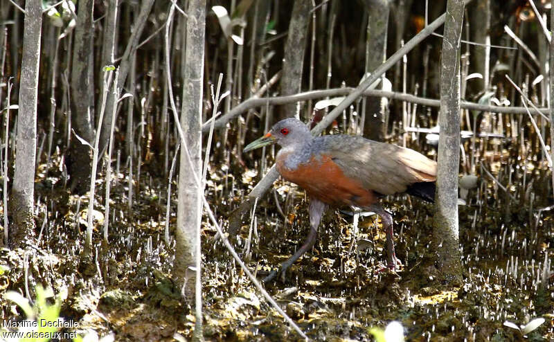 Râle des palétuviers, identification