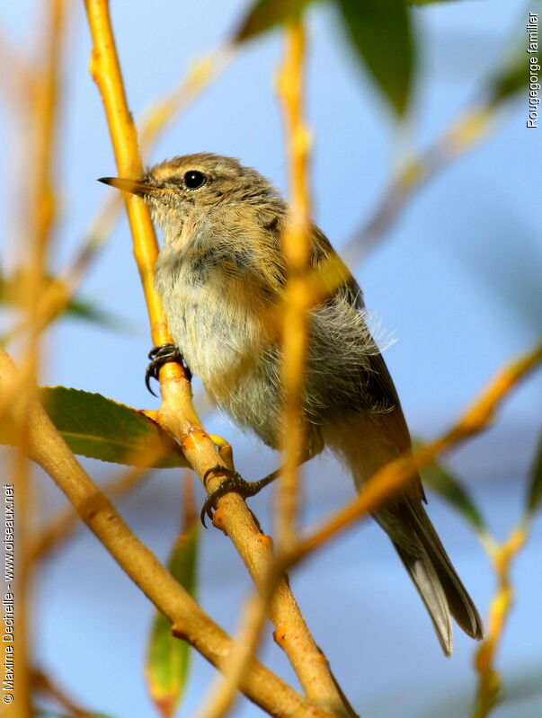 Rougegorge familierimmature