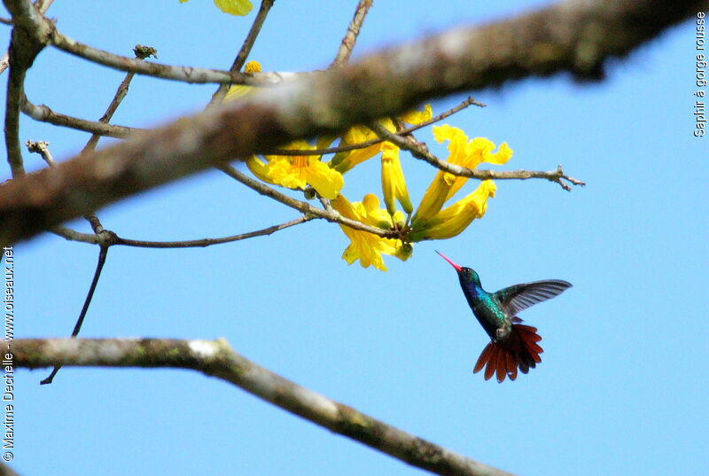 Rufous-throated Sapphire male adult, Flight, feeding habits