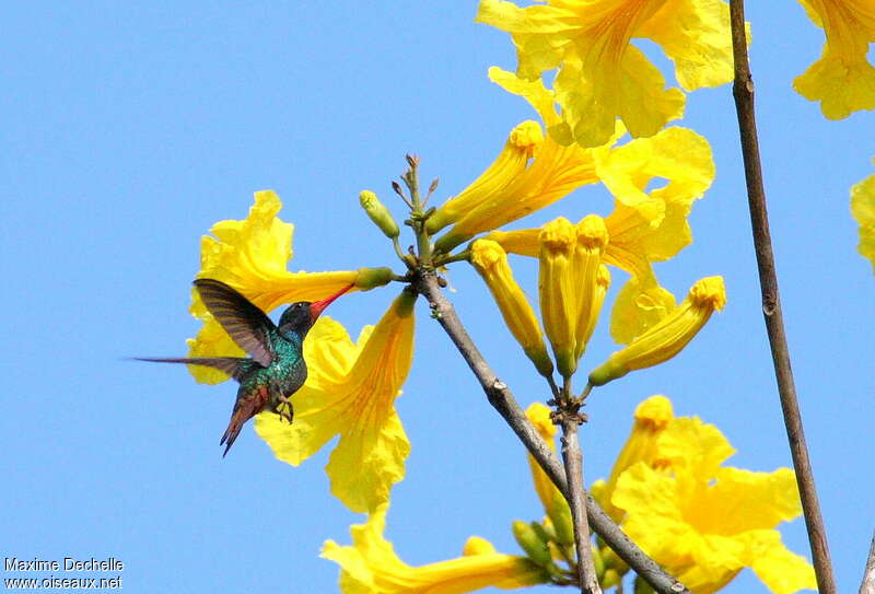 Rufous-throated Sapphire male adult, Flight, feeding habits