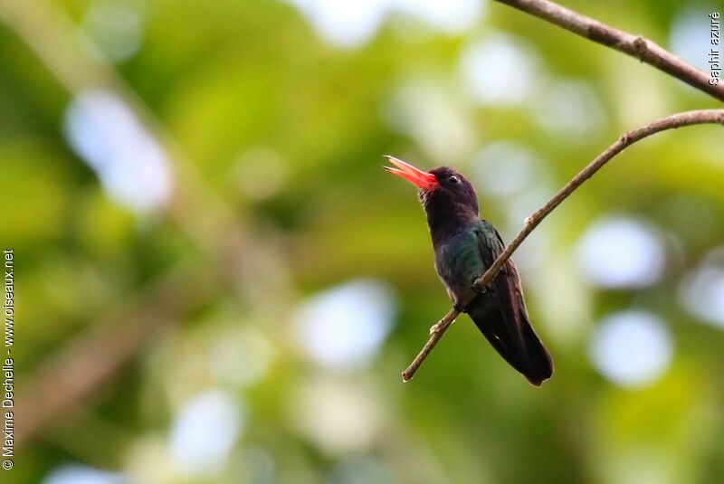 White-chinned Sapphire male adult, identification, song