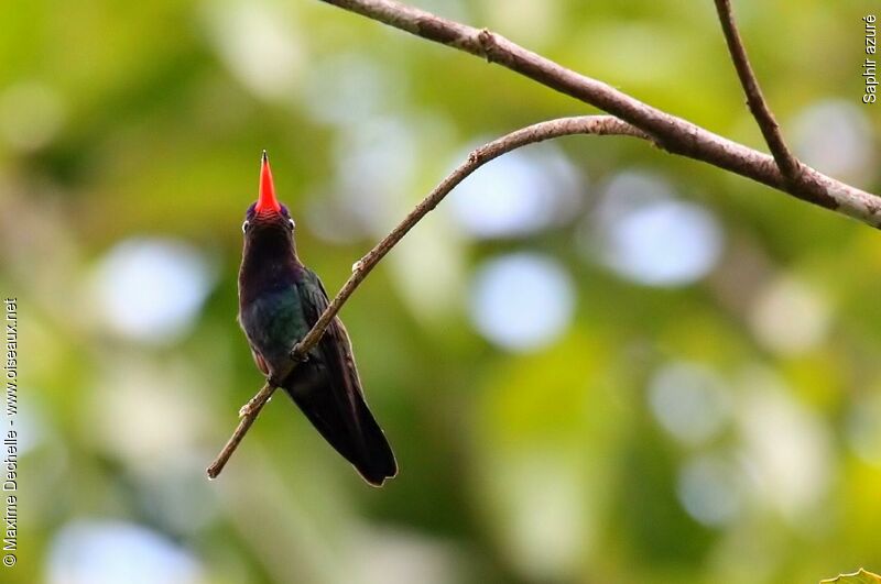 White-chinned Sapphire male adult, identification