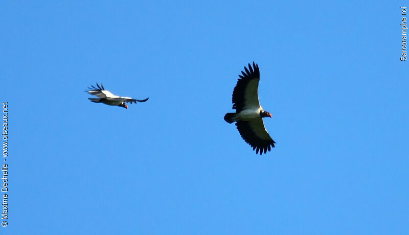 King Vulture, Flight