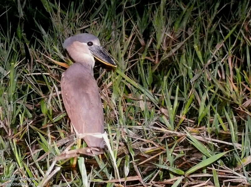 Boat-billed Heronimmature, habitat, pigmentation