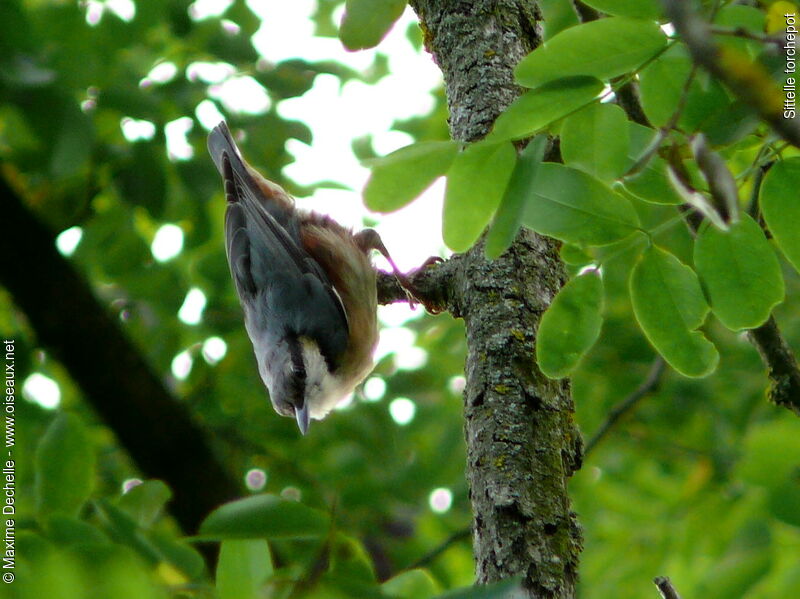 Eurasian Nuthatch