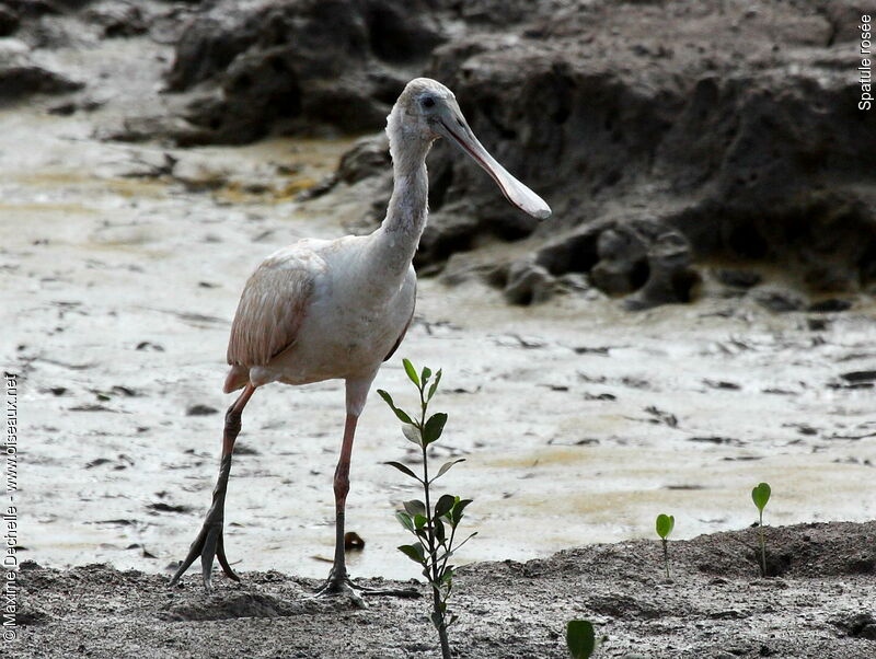 Roseate Spoonbillimmature