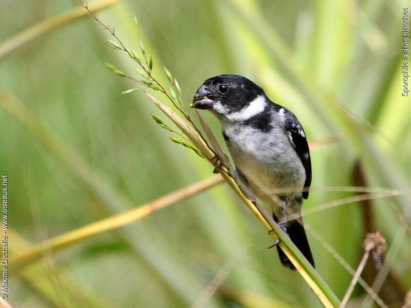 Sporophile à ailes blanches mâle adulte, identification, régime