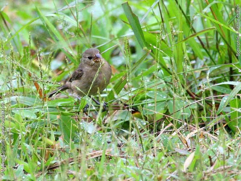 Chestnut-bellied Seedeater female adult, identification, feeding habits