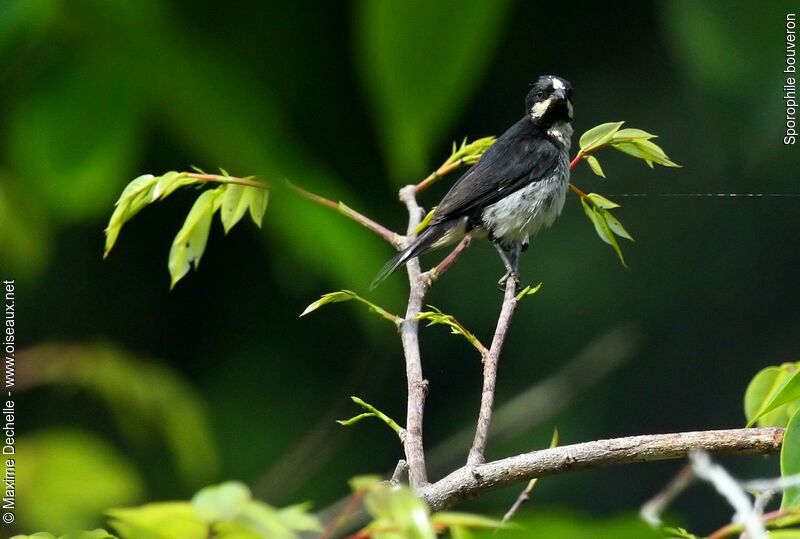 Lined Seedeater male adult, identification