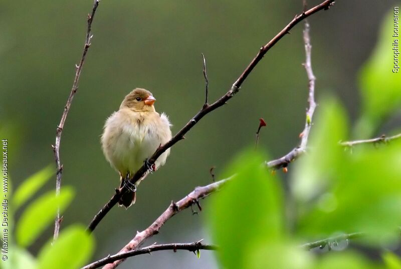 Lined Seedeater female