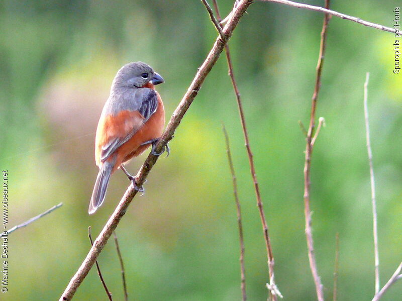 Ruddy-breasted Seedeater male adult