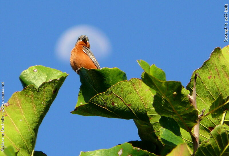 Ruddy-breasted Seedeater male adult