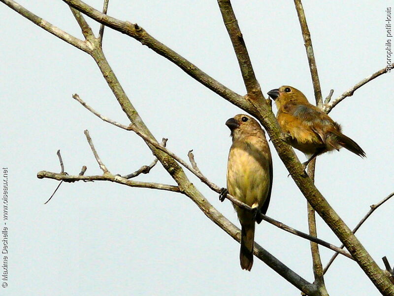 Sporophile petit-louis immature