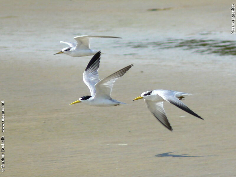 Yellow-billed Tern