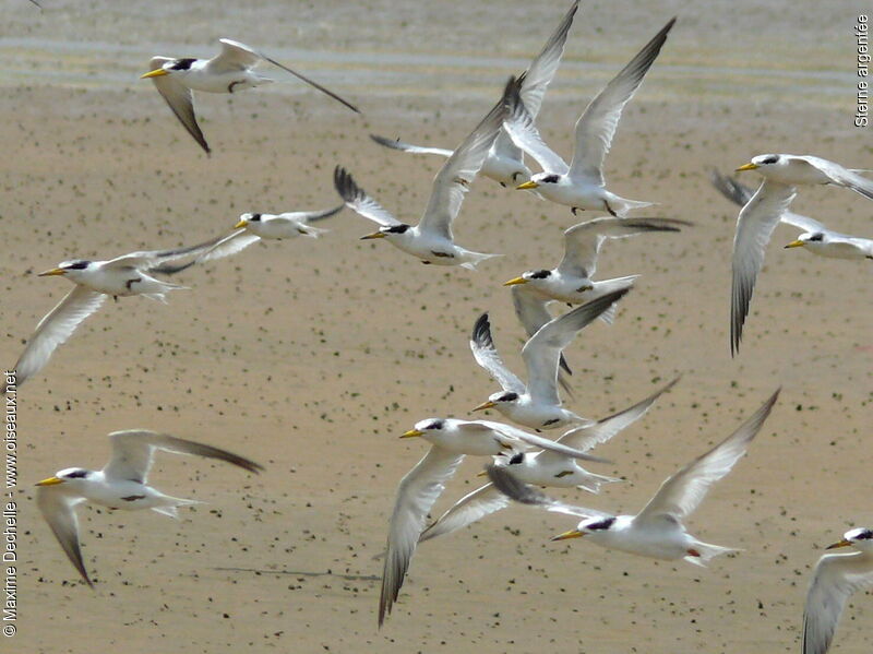 Yellow-billed Tern