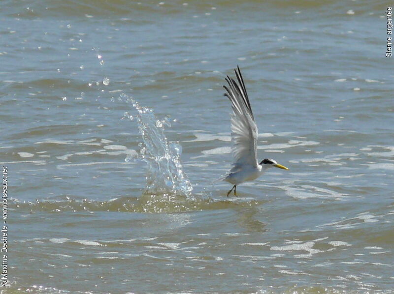 Yellow-billed Tern