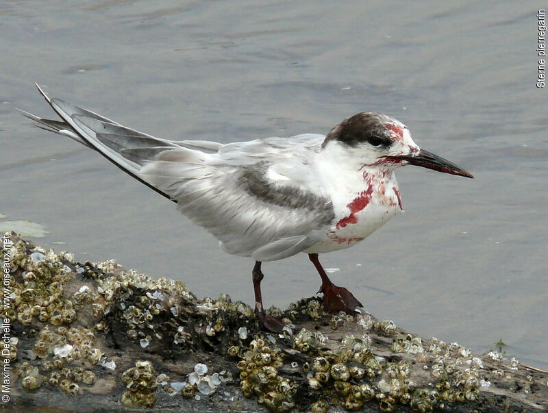 Common Tern