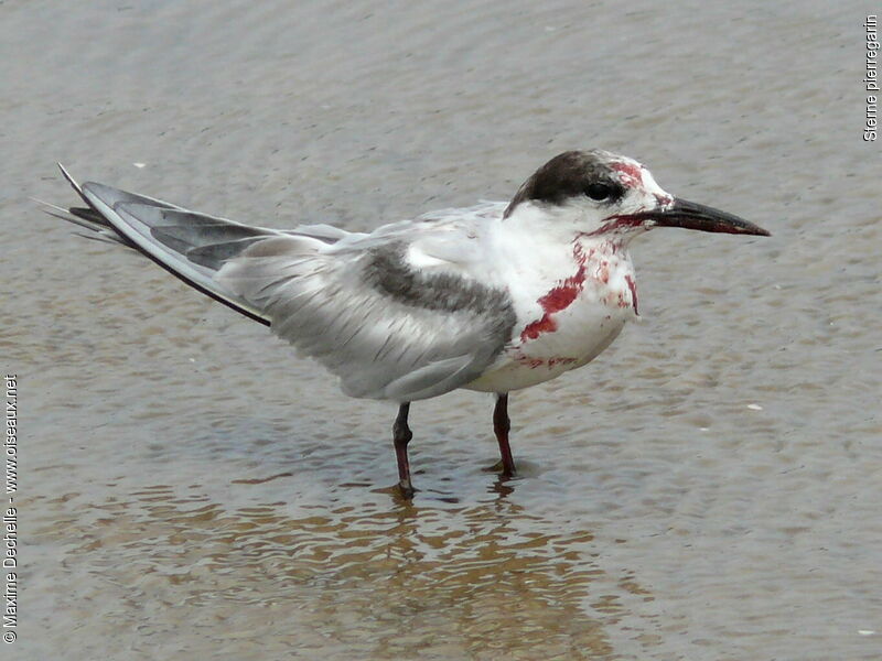 Common Tern