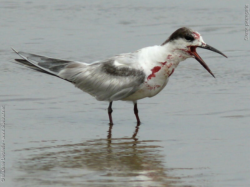 Common Tern