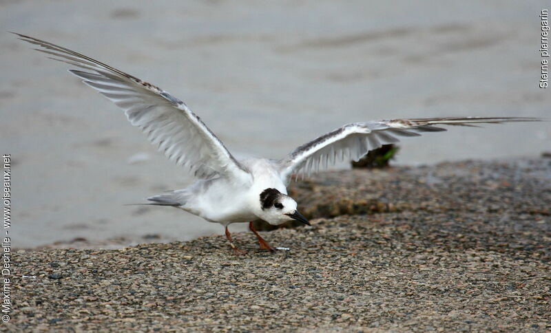 Common Tern, Behaviour