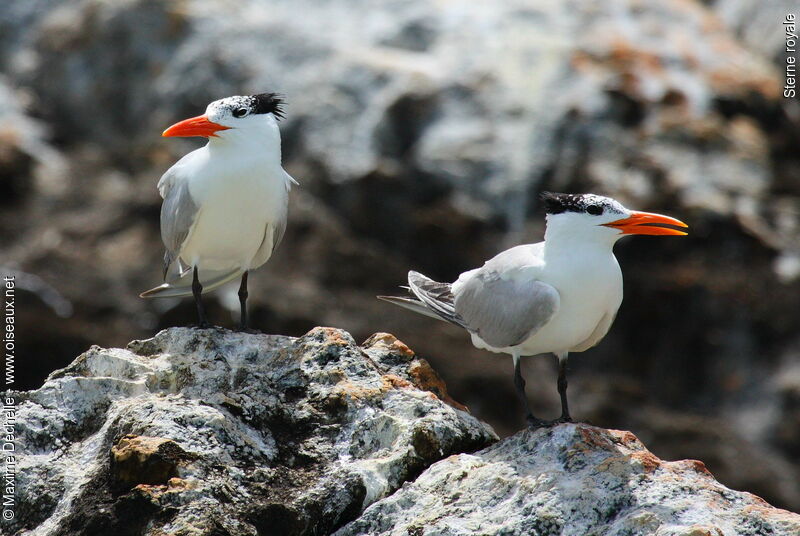 Royal Tern