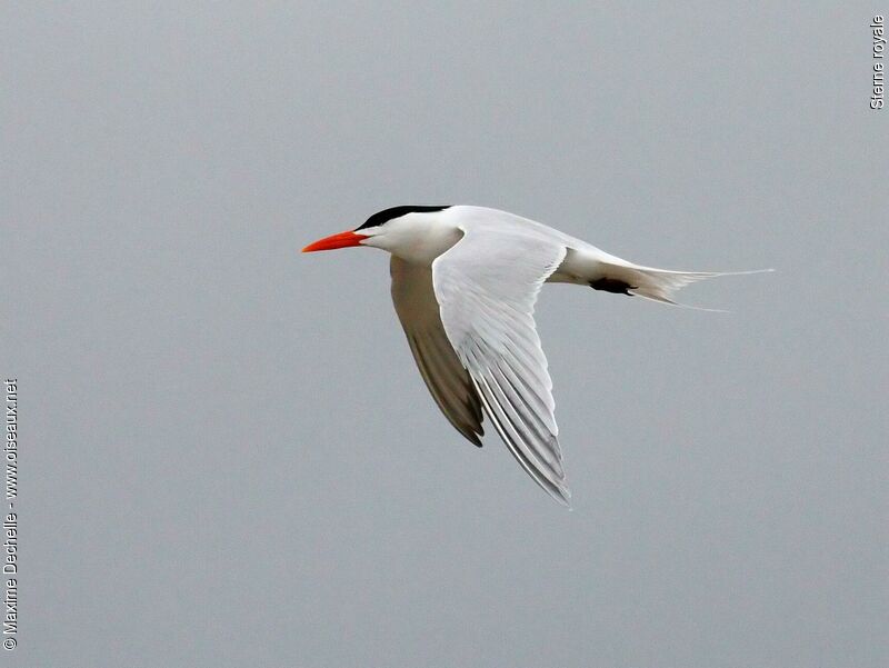 Royal Tern, Flight