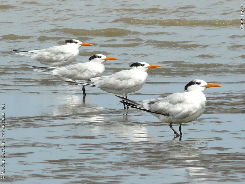 Royal Tern