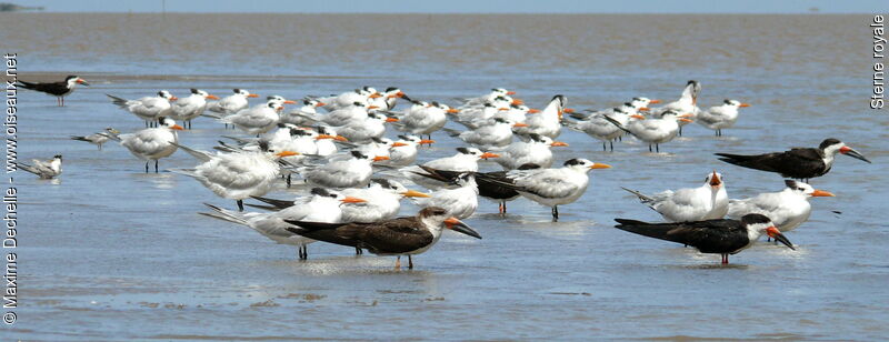 Royal Tern