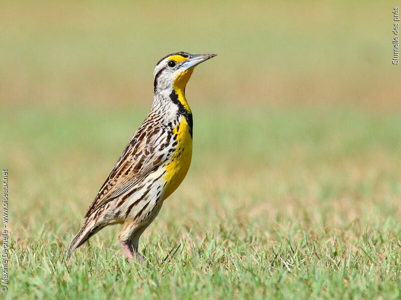 Eastern Meadowlark