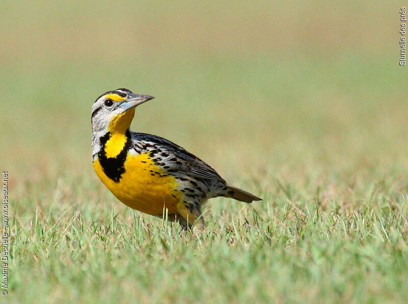 Eastern Meadowlark