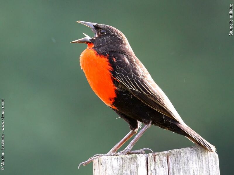 Red-breasted Meadowlark male adult, identification, song