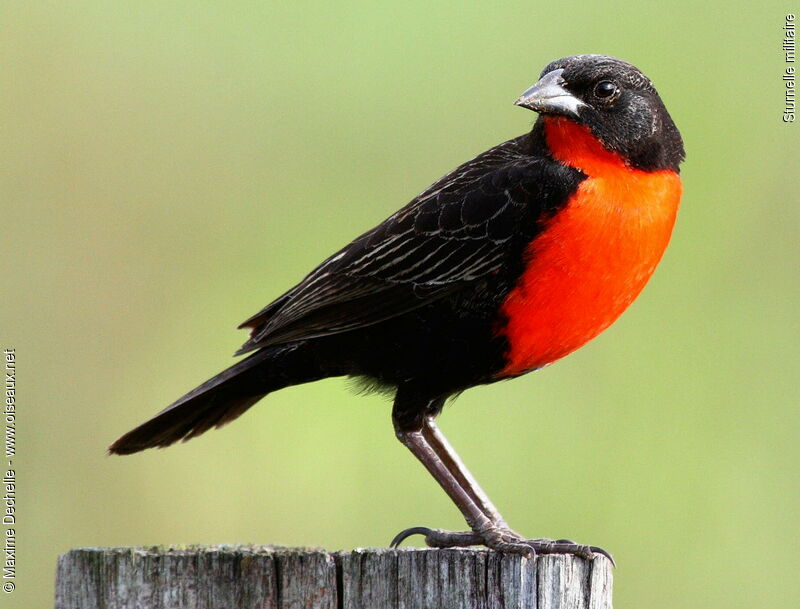 Red-breasted Meadowlark male adult, identification