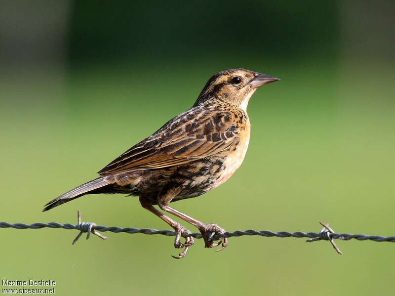 Red-breasted Meadowlark female adult, identification