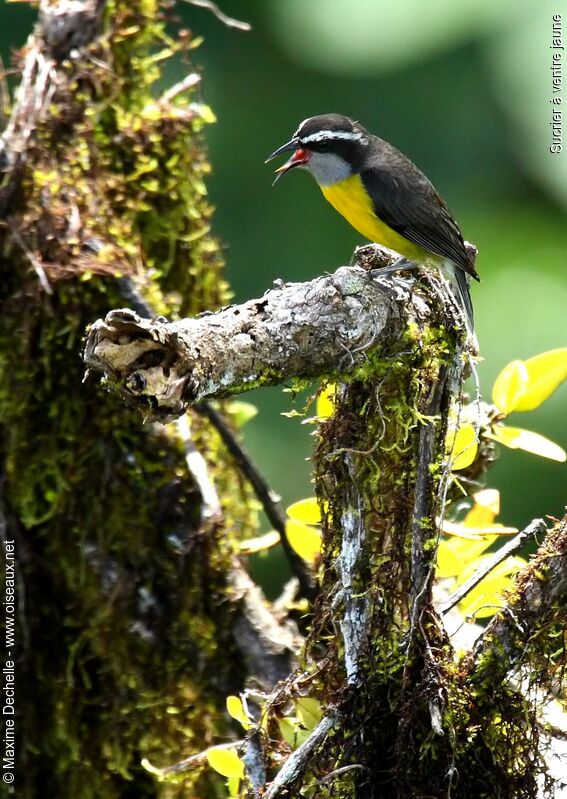 Sucrier à ventre jaune, chant