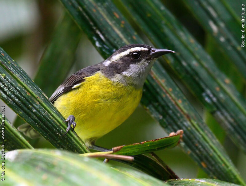 Sucrier à ventre jaune