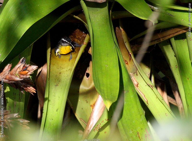 Sucrier à ventre jaune, identification, Comportement