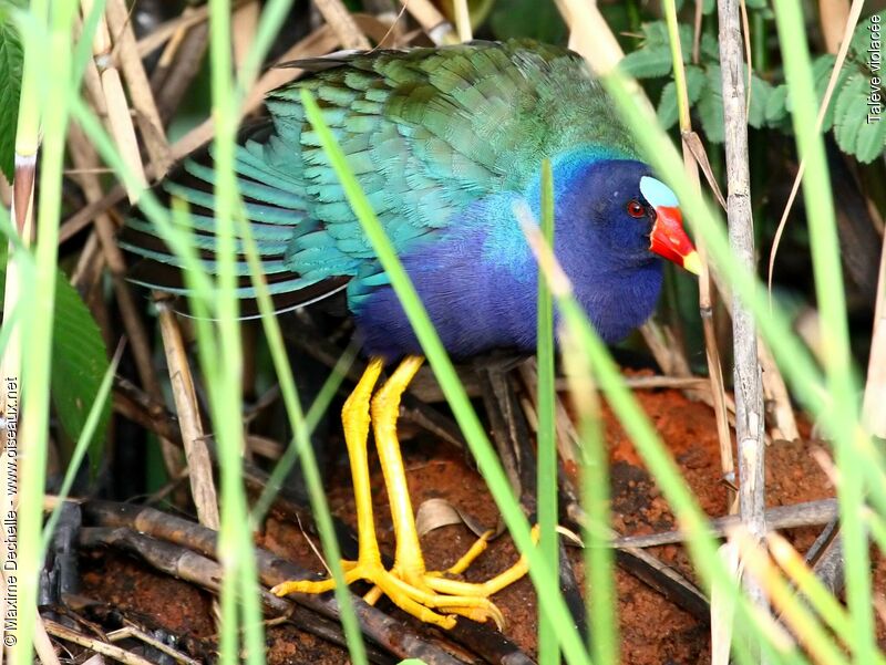 Talève violacéeadulte, identification, Comportement