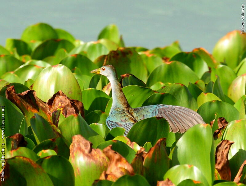 Purple Gallinuleimmature