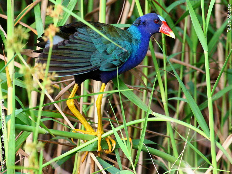 Talève violacéeadulte, identification