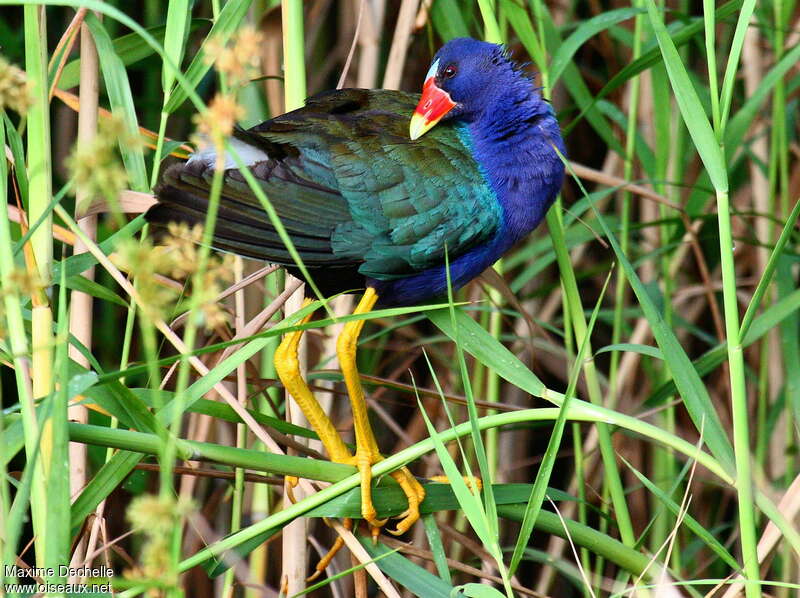 Talève violacéeadulte, identification