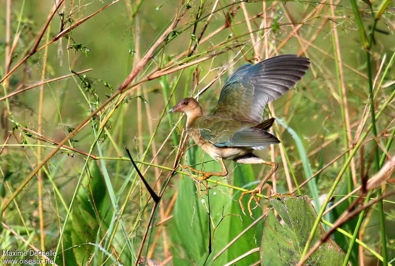 Purple Gallinuleimmature, identification