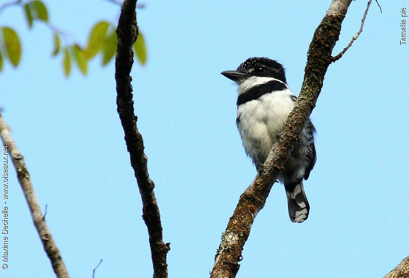 Pied Puffbird