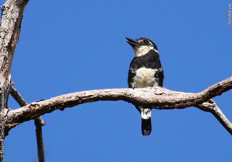 Pied Puffbird