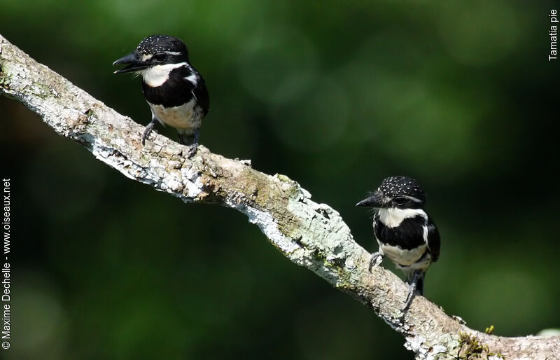 Pied Puffbird adult