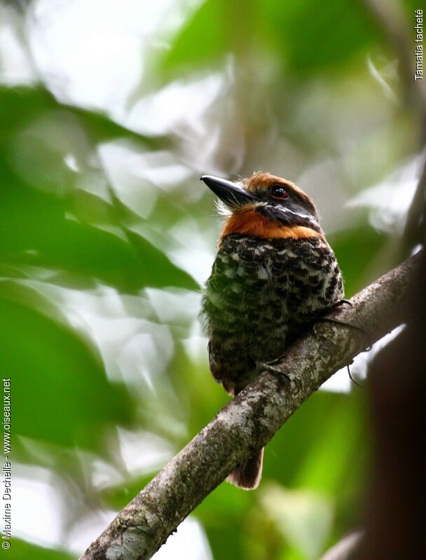 Tamatia tacheté, identification