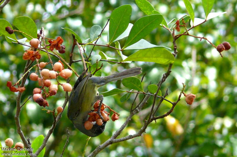 Tangara à camailimmature, régime