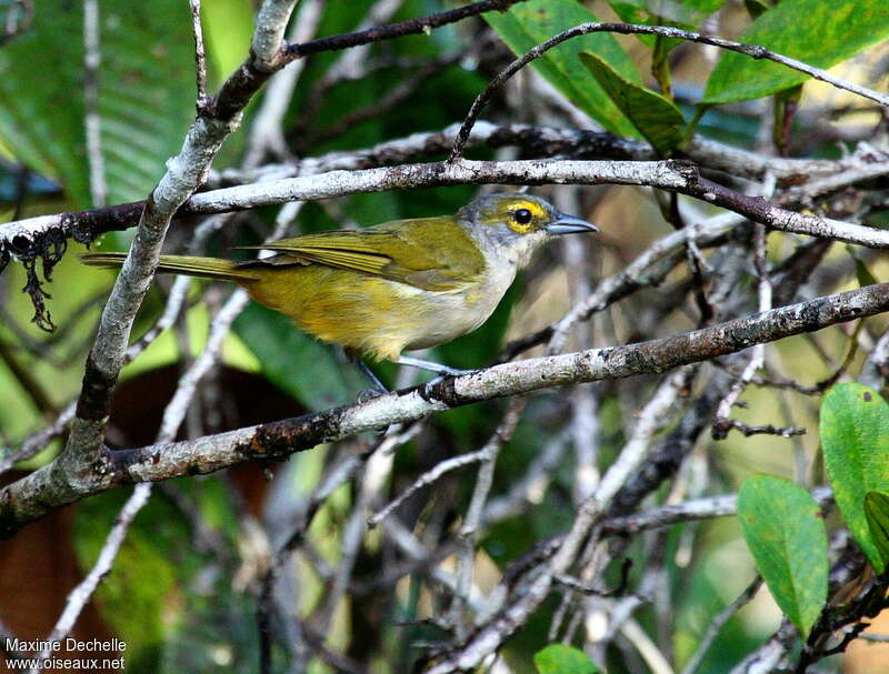 Tangara à crête fauve femelle adulte, identification