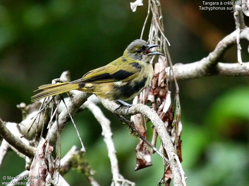 Fulvous-crested Tanager male immature, song