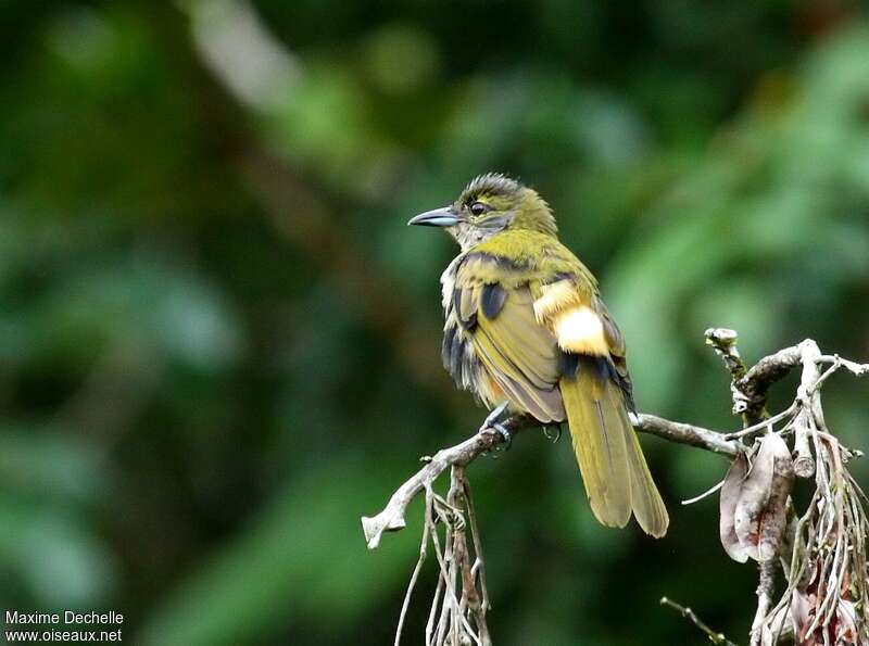 Fulvous-crested Tanager male immature