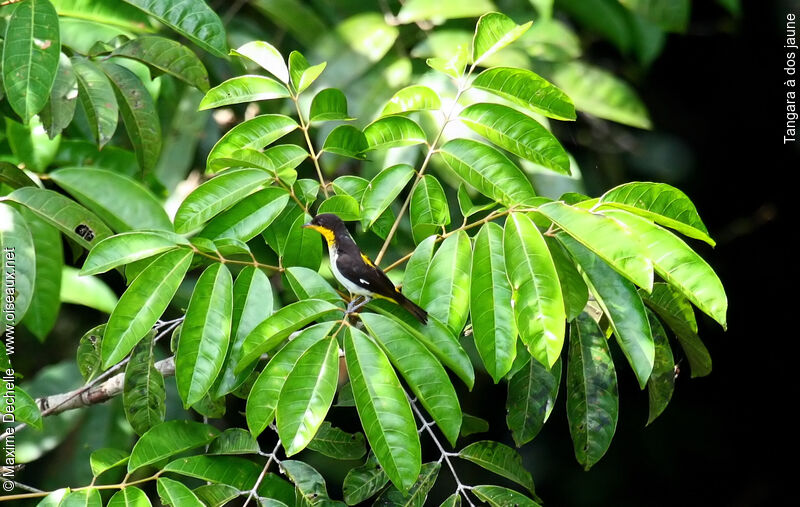 Tangara à dos jaune, identification